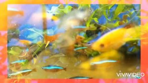 Аквариум, рыбки молинезии, неоны, меченосцы. Зарядись энергией