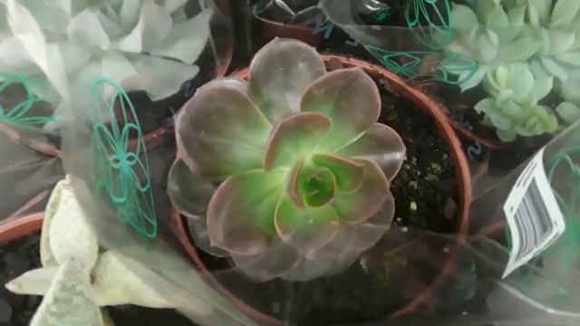 Tuor #suculentas Echeveria shaviana Topsy Turvy no Carrefour Zona Norte RJ смотреть онлайн
