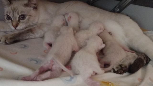 Варя опять своровала котенка. ну что ты будешь делать