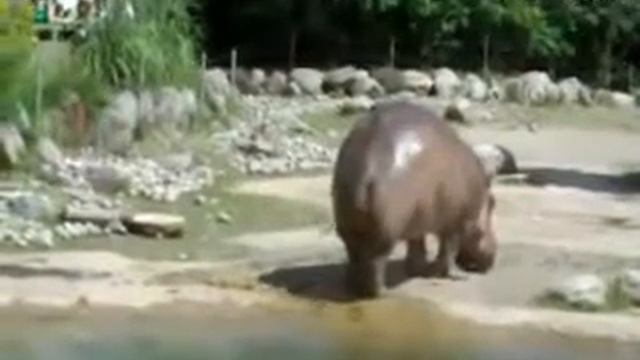 Как какает бегемот видео