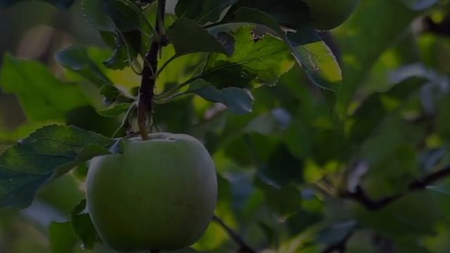 АЛЕКСАНДР СОЛЖЕНИЦЫН — КРОХОТКИ смотреть онлайн