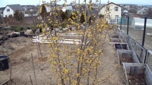 Кизил и кизильник.