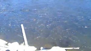 Кета Сахалин