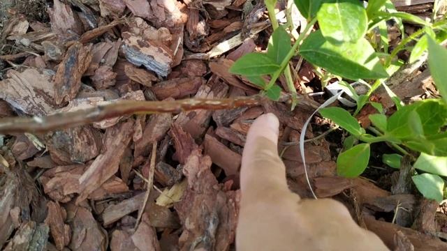 Саженцы голубики ЗКС 2 и 5 литров, какие они? смотреть онлайн