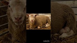 СМЕРТЕЛЬНЫЕ БОЛЕЗНИ ОВЕЦ| ИНФЕКЦИОННЫЕ БОЛЕЗНИ ОВЕЦ.