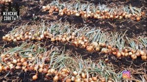 10 СЕКРЕТОВ УРОЖАЙНОГО ЛУКА! Как Вырастить Здоровый Крупный Лук!