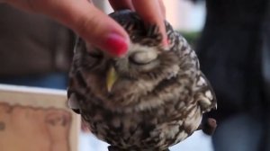 Как гладят сову???