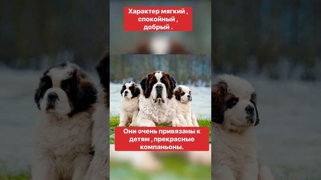 🐶САМЫЕ ИНТЕРЕСНЫЕ ФАКТЫ О СЕНБЕРНАРАХ 🐶‼️🔺ЭТО НАДО ЗНАТЬ🔺‼️￼