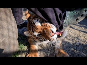 Тигрица схватила за  ногу (кликбэйт) Встреча тигрят с Тигром Астоном!