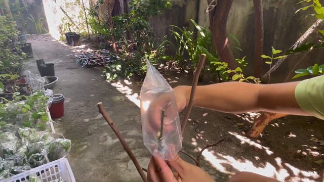 IT'S MY FIRST TIME....TO GRAFT BOUGAINVILLEA!!! | Mikel Awitan смотреть онлайн