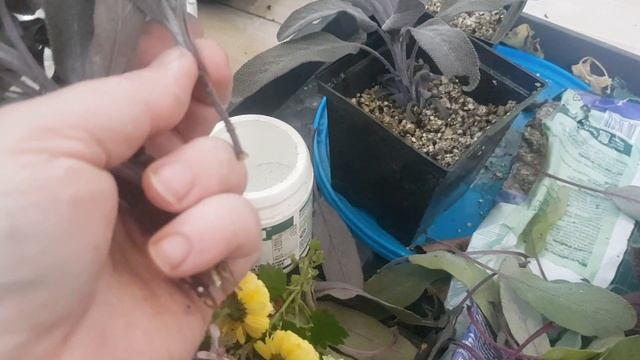 Осеннее черенкование многолетников - это интересно и весело ))