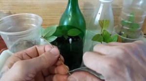 Как размножить гортензию? How to propagate hydrangea? 수국을 전파하는 방법?