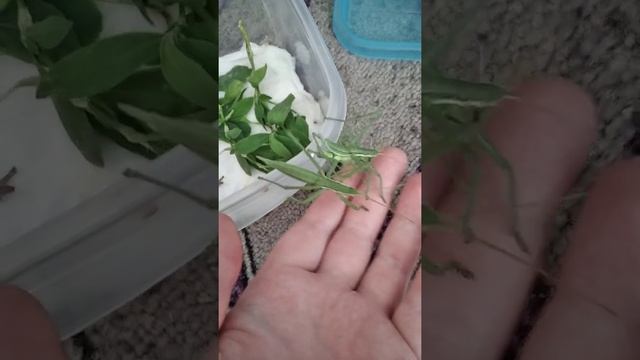 Кузнечики акриды в домашних условиях смотреть онлайн