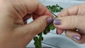 Крестовник Роули /суккуленты крючком / мастер класс