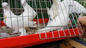 Голуби Таджикистана высоколётные бойные птицы, черноносые