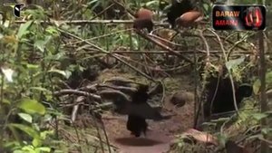 Красивые редкие птицы