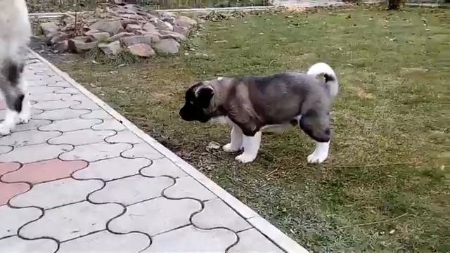 Щенки американской Акиты 2 месяца смотреть онлайн