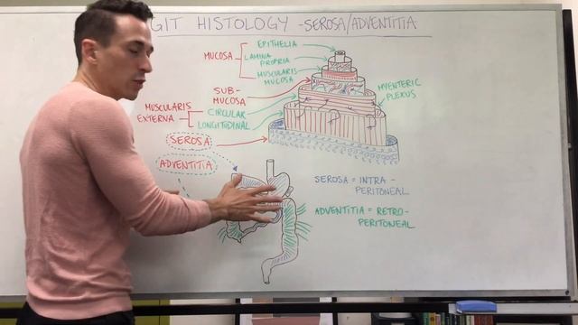 Serosa and Adventitia | GIT Histology смотреть онлайн
