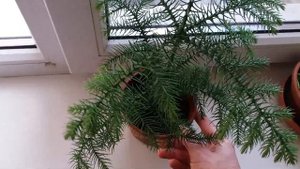 Араукария  Комнатная ель  Особенности ухода!