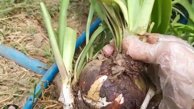 ว่านสี่ทิศสีแดง смотреть онлайн