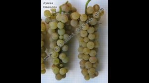 #Виноград от Сергея Гагина технические сорта каталог16