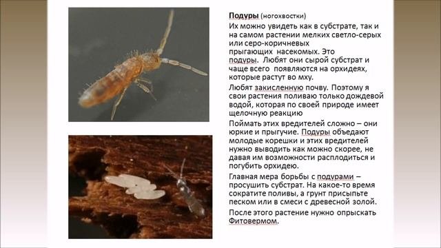 Вредители орхидей