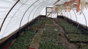 Беларусь. Запрещена продажа рассады физ.лицам