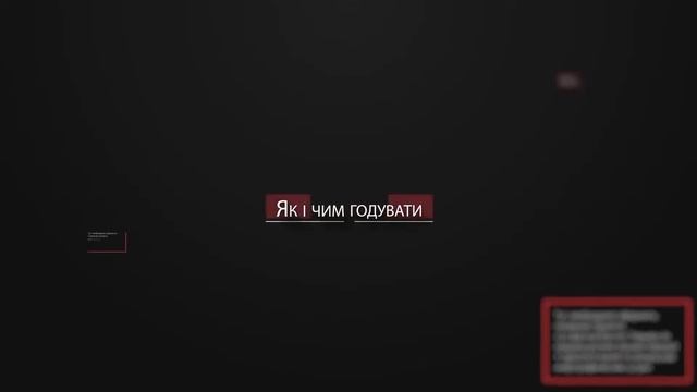Как ухаживать за котенком чем кормить котенка؟ – Purina Pro Plan Ukraine