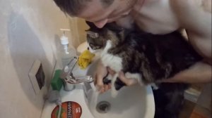 МОЕМ ЛАПЫ КОТУ или ДРЫСКОТ-ЧИСТЫЕ ЛАПКИ