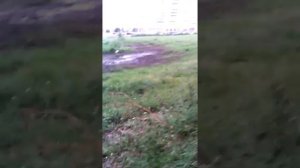 Грязная лужа