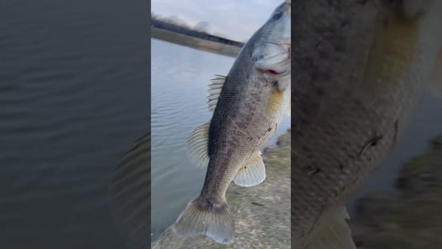 Nice 3 pounder! @HuntingWithTheHalls  #bassfishinglife #bassfishing #fishing