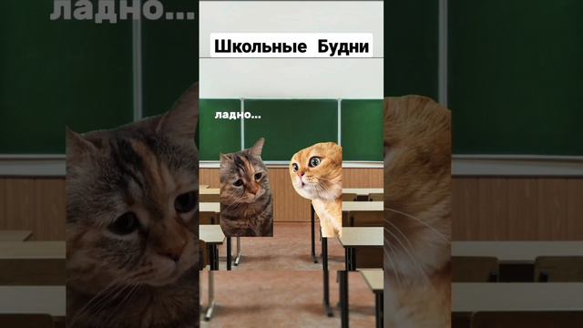 один день из жизни3 #мемы #коты#реки #приколы #мемныекоты #котики  #видео #подпишись#котики#новыйго