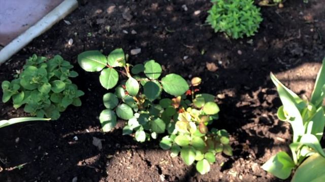 Розы в нашем саду. Первое цветение роз. Сорта роз. Мой скромный результат. Розы 2021 года. смотреть онлайн