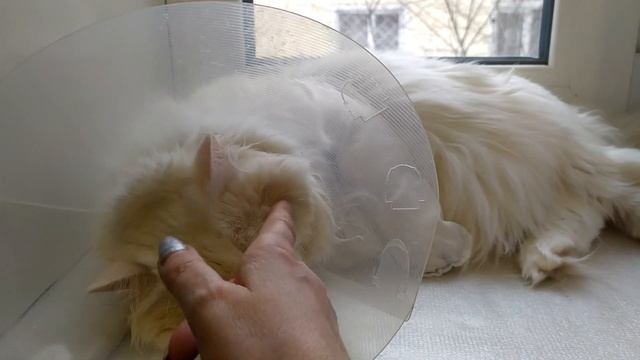 "Бинтуем" кошке лапу. Шьем "колготки". Как забинтовать лапу животному. смотреть онлайн