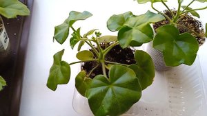 Одно действие и ПЕЛАРГОНИЯ быстро сформирует ПЫШНЫЙ КУСТ!  Плющелистная пеларгония из семян!