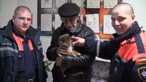 Щенок застрял головой в плафоне