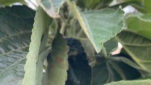 Колоновидная яблоня. Яблоня колоновидная цветущая. Как цветет и плодоносит колоновидная яблоня.