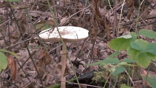 Королевский шампиньон (Macrolepiota procera). Зонтик пестрый. Ukraine, mushrooms. смотреть онлайн