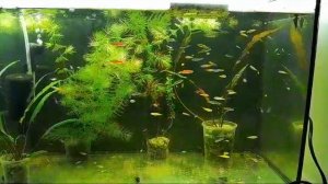 Данио глофиш