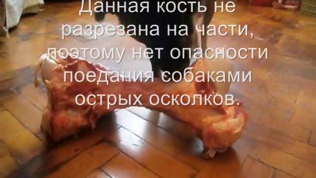 Чистка зубов собакам смотреть онлайн
