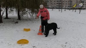 Начальное обучение переключению внимания, ризеншнауцер воспитание и дрессировка