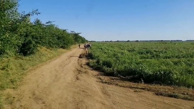 Загрузка АРБУЗОМ с поля. Дальнобой по Украине. смотреть онлайн