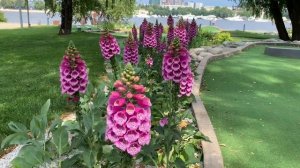 Наперстянка (дигиталис) - роковая красавица. Безумно хороша и страшно ядовита!