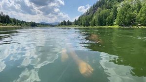 Алтай.. река Лебедь.. Говорящий Ведун выплыл к людям...