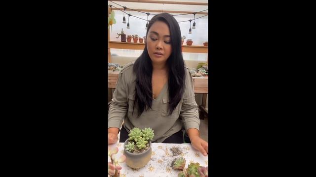 Seller Review: Succulent City смотреть онлайн