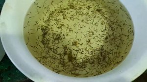 Мальков инкубатор. Покупаю Мальта щуки для запуска в свой пруд