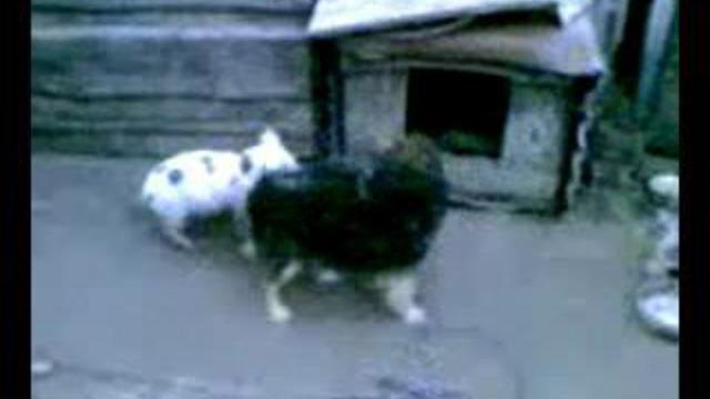 ЗАБАВНЫЕ ЖИВОТНЫЕ