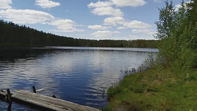 Звуки природы лесной реки. Пение Птиц
