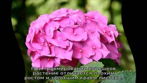 Почему у гортензии желтеют листья