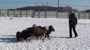 Lionne-Eidera herding lesson, Appenzeller Sennenhund